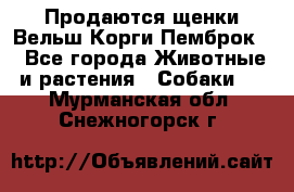 Продаются щенки Вельш Корги Пемброк  - Все города Животные и растения » Собаки   . Мурманская обл.,Снежногорск г.